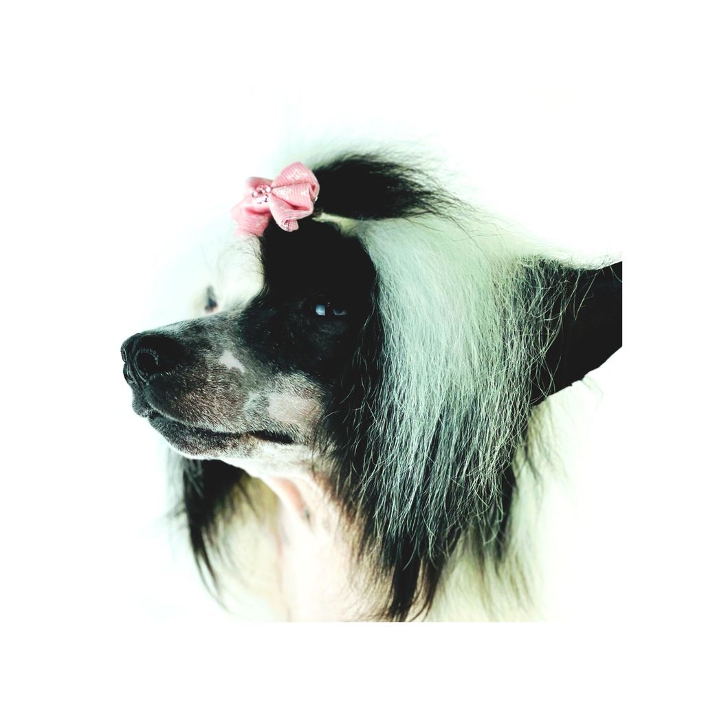 lacito rosa estrellita 4